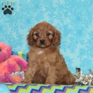 Whipoorwill, Cavapoo Puppy
